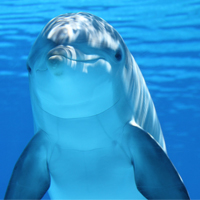 תמונות של דולפינים 1