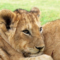 תמונות של אריות 5